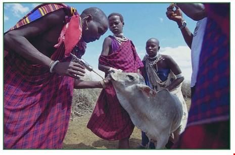 Vision Changer Animal Welfare Volunteering image